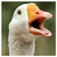ScotchCorner's Avatar