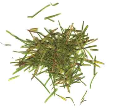 grass.jpg (9400 bytes)